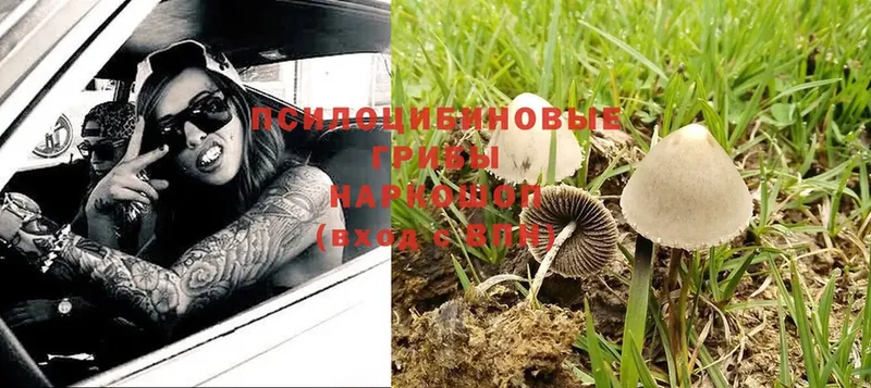 Галлюциногенные грибы Cubensis  Павловск 